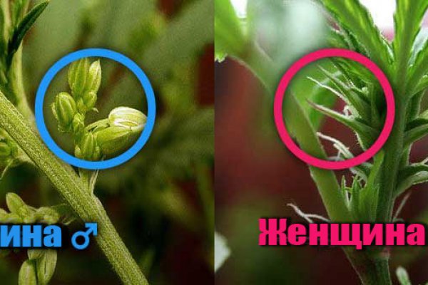 Ссылка на кракен свежая