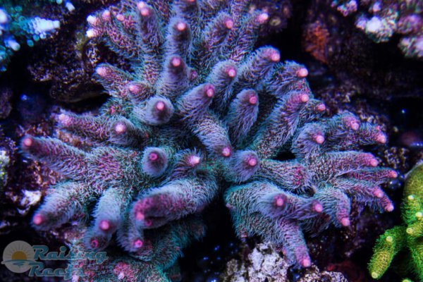 Kraken даркнет gigageek ru