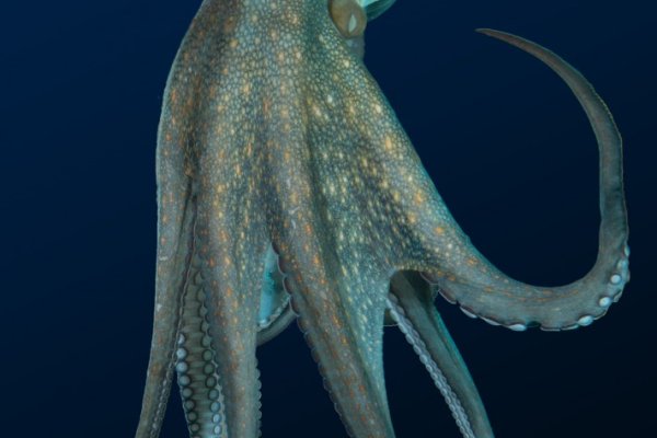 Kraken 26 at