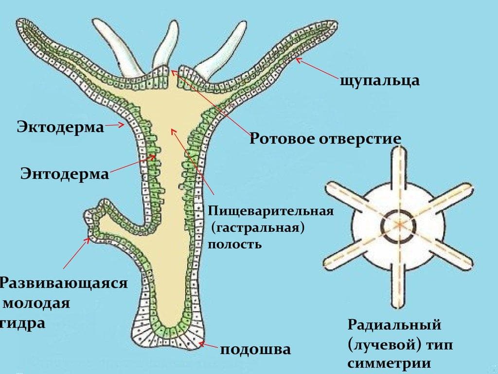 Что такое кракен магазин